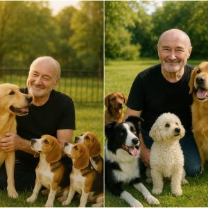 BREAKING NEWS: From Stage Lights to Shelter Lights â Phil Collins Pledges  Million to Build a Safe Haven for Stray Dogs BREAKING NEWS: From Stage Lights to Shelter Lights â Phil Collins Pledges  Million to Build a Safe Haven for Stray Dogs