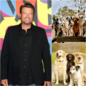 Blake Shelton Is Building “The Evergreen Sanctuary” — A Haven of Healing for the Dogs the World Forgot